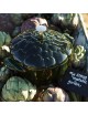 Staub Artichoke Cocotte - 22 cm