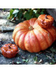 Staub Mini cocotte ceramic Pumpkin - 2 sizes