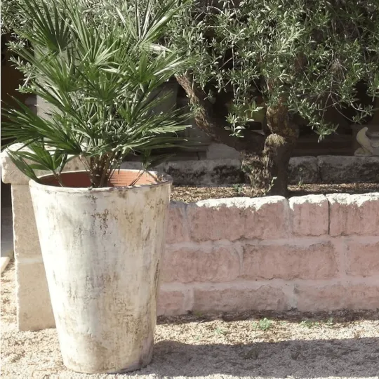 copy of Cuvier contemporain